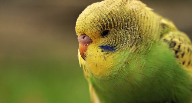 Jakou péči potřebuje andulka? Stačí málo a budete mít doma veselého opeřeného společníka!